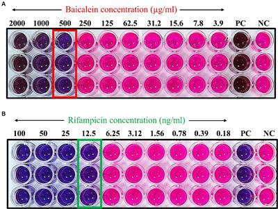 Synergistic combination of baicalein and rifampicin against Staphylococcus aureus biofilms